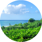 일본 오키나와의 열대 자연과 푸른 해변